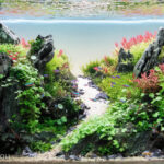 Rio - Rio (AGA 2023 #118) - Aqua Plants Hub