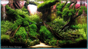 Sunrise Forest - Aqua Plants Hub