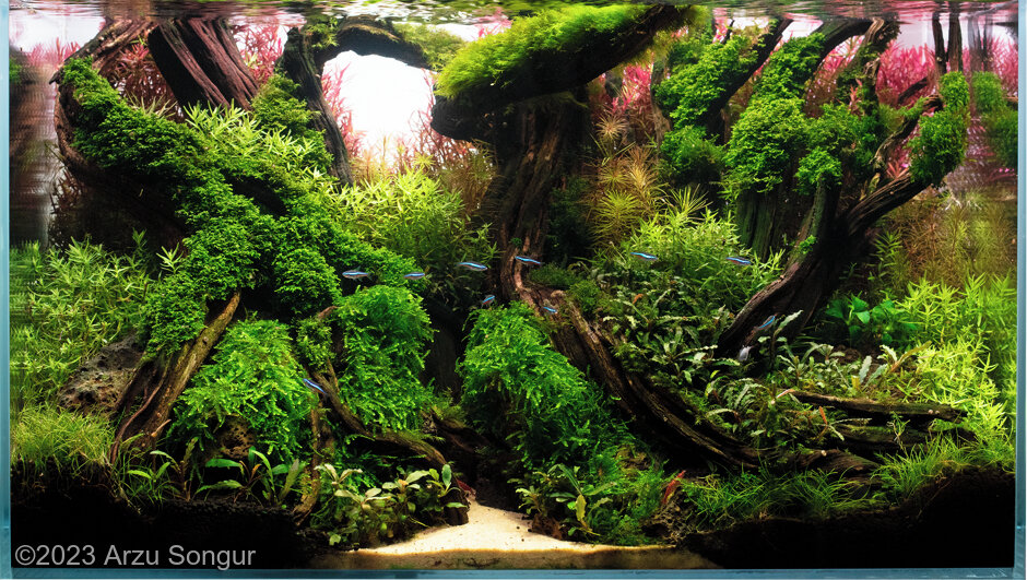Sunrise Forest - Aqua Plants Hub
