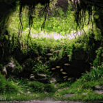 Flooded Cenote - Aqua Plants Hub