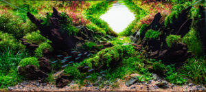 Dragon Wings - Aqua Plants Hub
