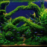 Bryophyte Bridges - Aqua Plants Hub