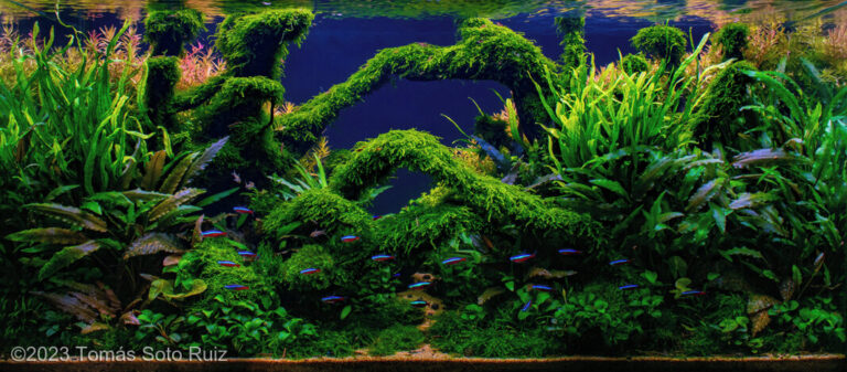 Bryophyte Bridges