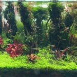 AGA 2023 Layout 123 - Aqua Plants Hub