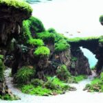 Heart of the Canyon - Aqua Plants Hub