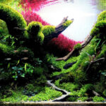 Forgotten land of the ancient ones - Aqua Plants Hub