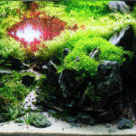 Back home - Aqua Plants Hub