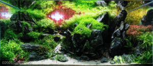 Back home - Aqua Plants Hub