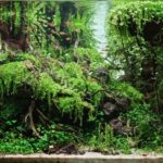 The underwater silence - Aqua Plants Hub