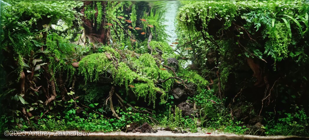 The underwater silence - Aqua Plants Hub