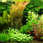 Timeless Grace - Aqua Plants Hub