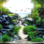 From shadows to light - Aqua Plants Hub