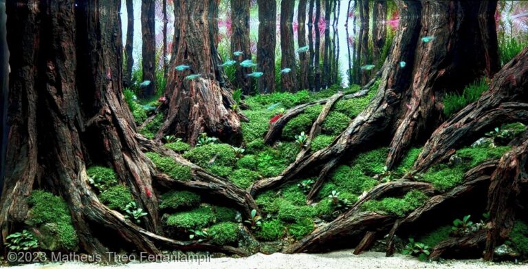 HUTAN KALIMBOAN