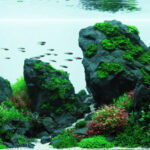 Untouched habitat - Aqua Plants Hub