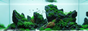 Untouched habitat - Aqua Plants Hub