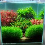 Eden's Garden - Eden’s Garden - Aqua Plants Hub
