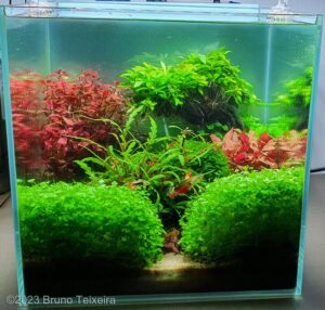 Eden's Garden - Eden’s Garden - Aqua Plants Hub