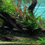 Back to Nature - Aqua Plants Hub