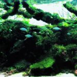 Mayleen - Aqua Plants Hub