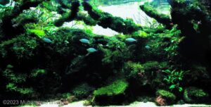 Mayleen - Aqua Plants Hub