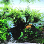 My Way - Aqua Plants Hub