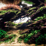 Eternity - Aqua Plants Hub