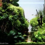 The Morning Hug - Aqua Plants Hub