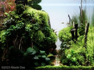 The Morning Hug - Aqua Plants Hub
