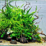 Nature Island - Aqua Plants Hub