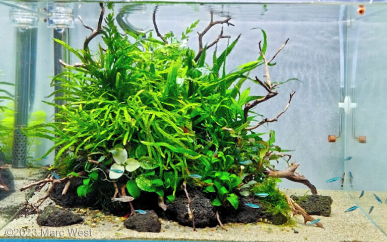 Nature Island