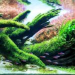 Driftwood spring - Aqua Plants Hub