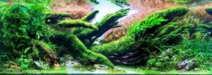 Driftwood spring - Aqua Plants Hub