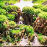 cliff - Aqua Plants Hub