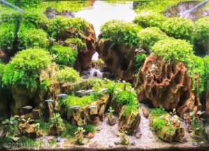cliff - Aqua Plants Hub