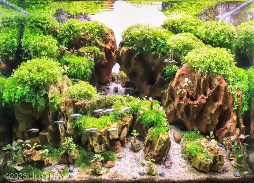 cliff - Aqua Plants Hub