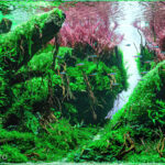Sunken forest - Aqua Plants Hub