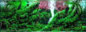 Sunken forest - Aqua Plants Hub