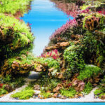Dragon Cliff - Aqua Plants Hub