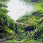AGA 2023 Layout 152 - Aqua Plants Hub