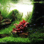The Path to Serinity - Aqua Plants Hub