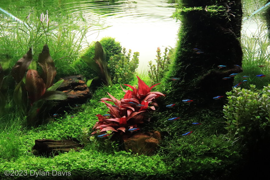 The Path to Serinity - Aqua Plants Hub