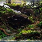 Primal Echoes - Aqua Plants Hub