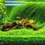 Nostalgia - Aqua Plants Hub