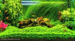 Nostalgia - Aqua Plants Hub
