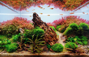 Whispers of Autumn - Aqua Plants Hub