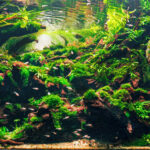 Underland - Aqua Plants Hub