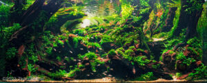 Underland - Aqua Plants Hub
