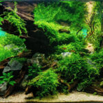 Sunken treasure - Aqua Plants Hub