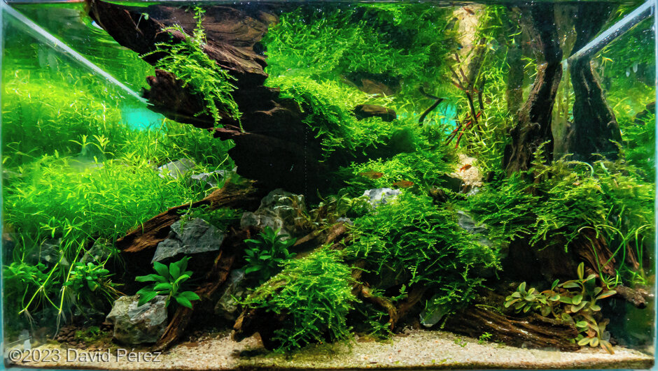 Sunken treasure - Aqua Plants Hub