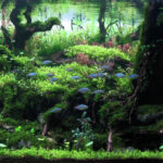Soreang Jipang - Aqua Plants Hub